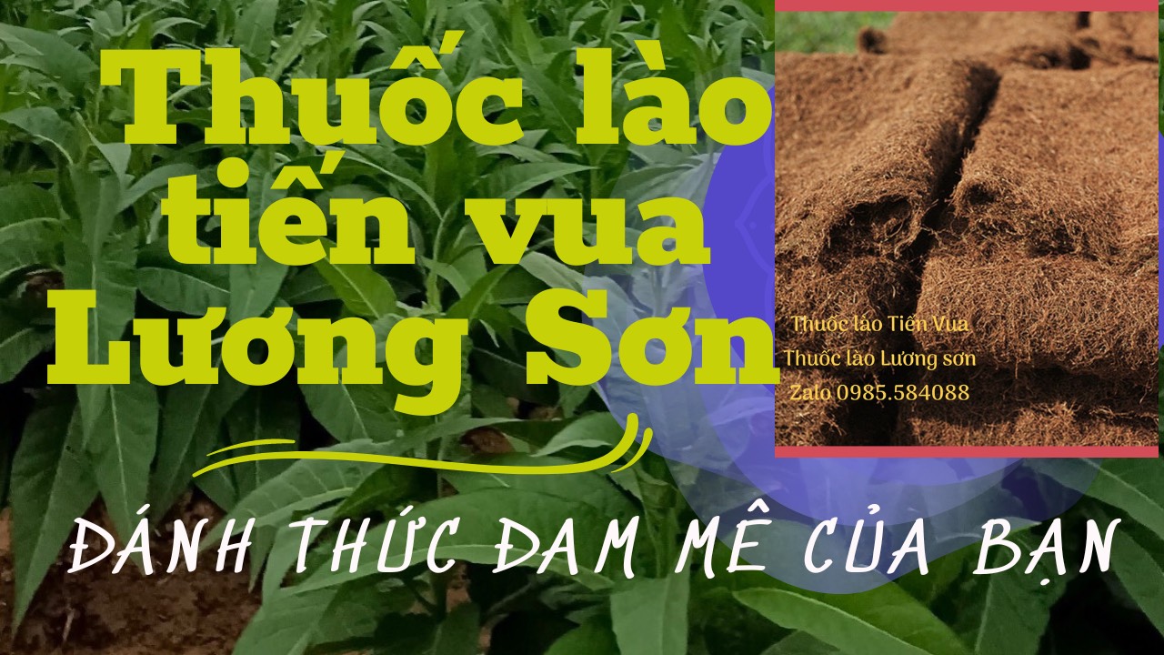 Nguồn Gốc Cây Thuốc Lào 